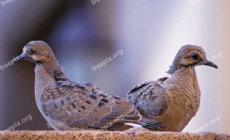 Newborn Doves Birds Feather Wings