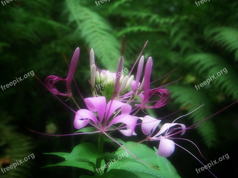 Pink Flower Peradeniya Blossom Nature Garden