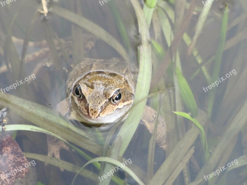 Landscape Animal Frog Water Pond