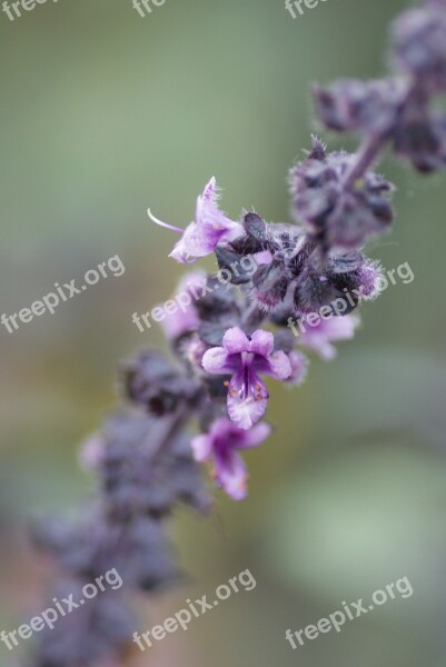 Nature Shrub Blossom Bloom Close Up