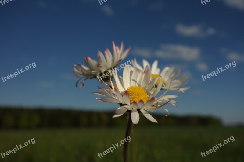 Margin Rides Flower Mage Rites Spring Jewelry Lilies