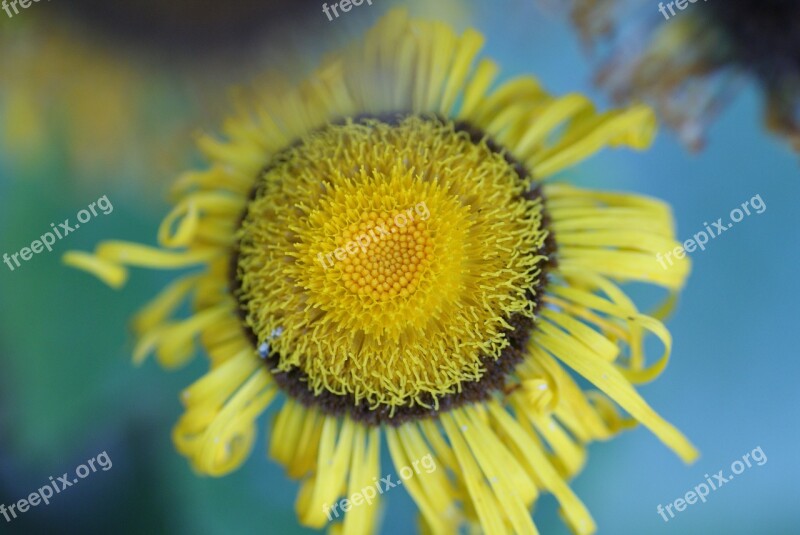 Nature Shrub Yellow Autumn Autumn Perennial