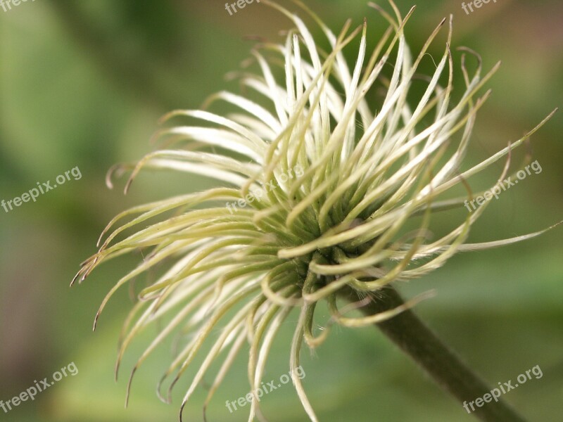 Clematis White Green Free Photos