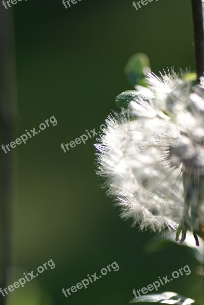 Nature Weed Wild Herb Filigree Dandelion