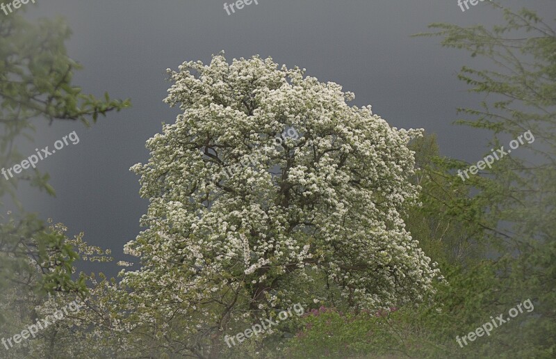 Pear Tree Blossom Bloom Tree Free Photos