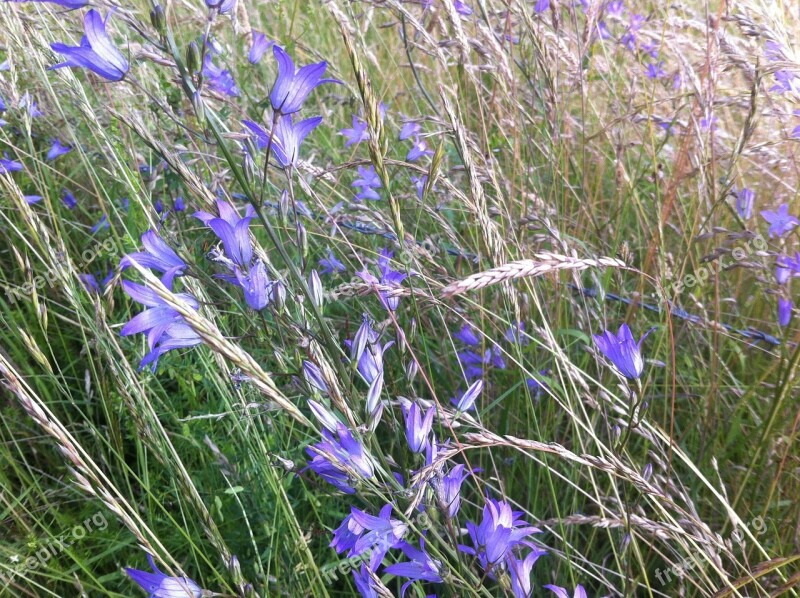 Grasses Grass Nature Flowers Purple