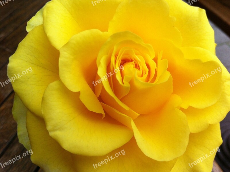 Rose Yellow Nature Rose Bloom Close Up