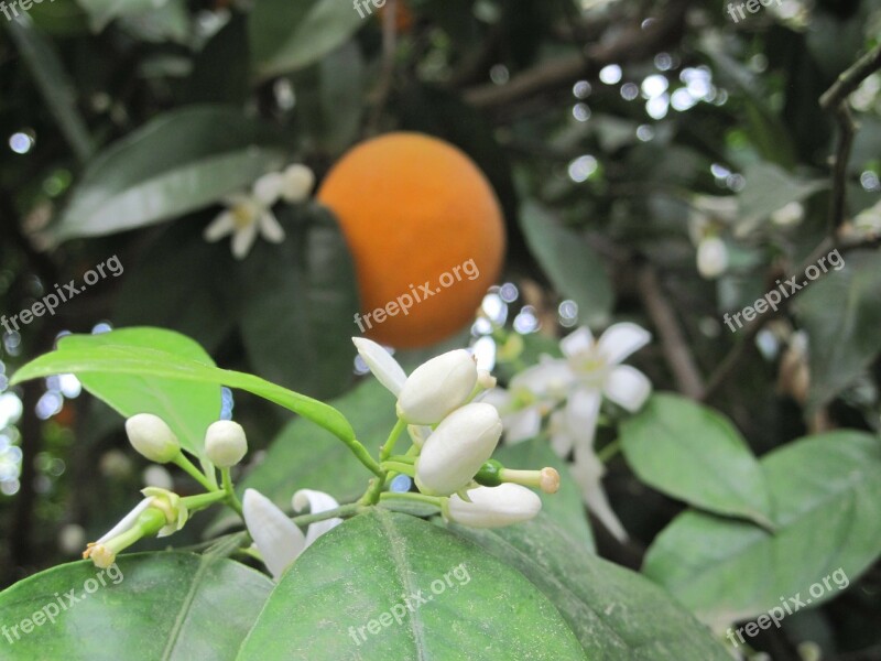 Orange Orange Blossom Summer Free Photos