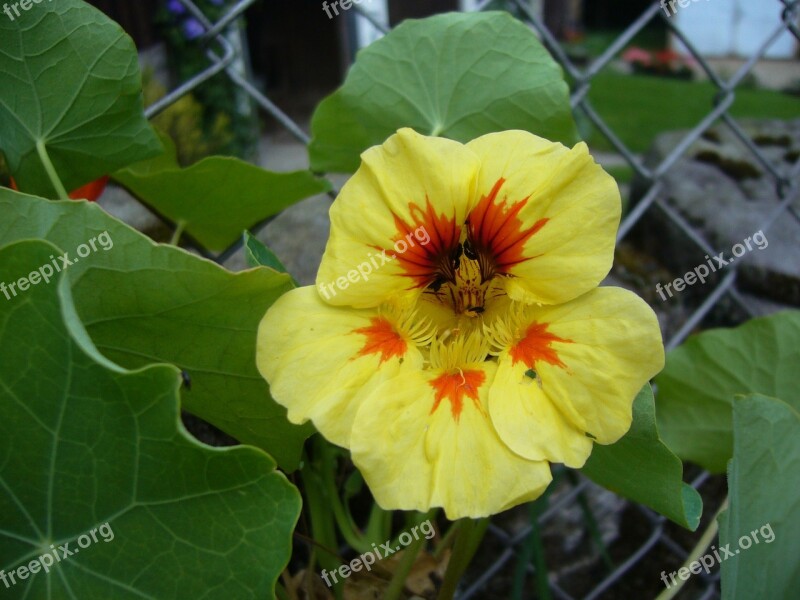 Nasturtium Flowers Beautiful Flower Free Photos