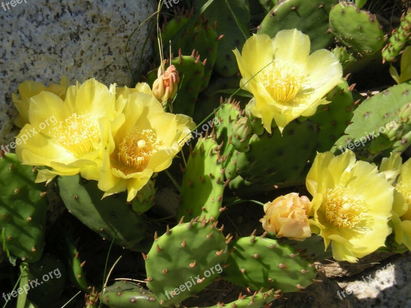 Flower Yellow Flower Prickly Pear Prickly Pear Flower Garden