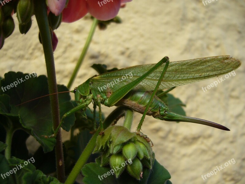 Grasshopper Nature Caelifera Probe Free Photos