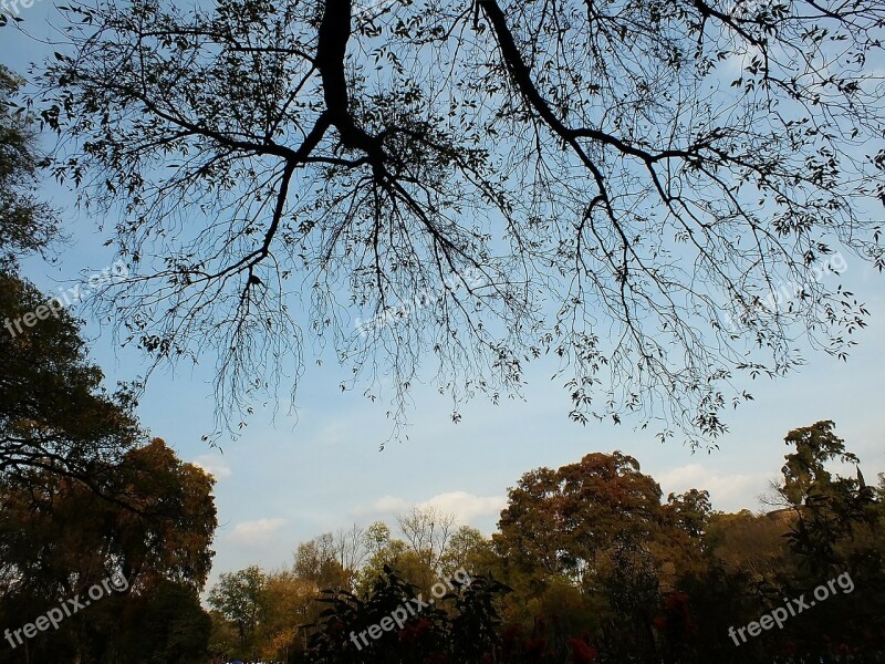 Tree Lake Sunset Forest Climate