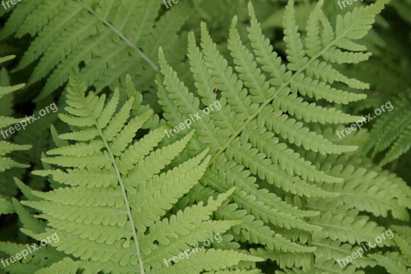 Fern Ferns Leaves Plant Fern Plant