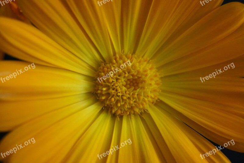 Close Up Stamens Flower Yellow Yellow Flower