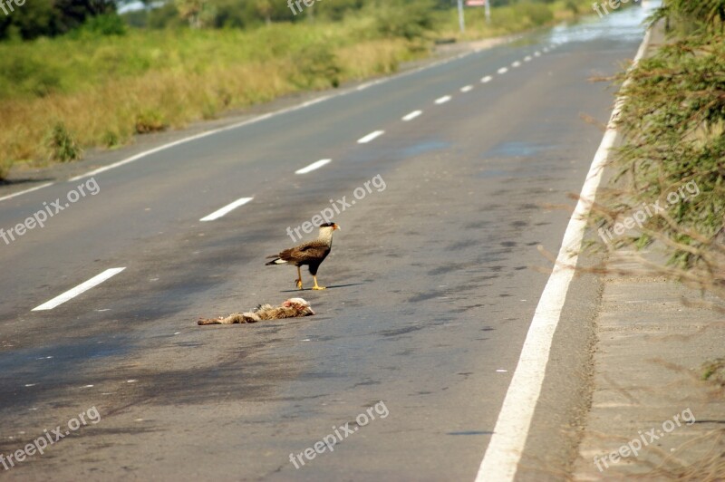 Road Vulture Carcass Landscape Aas