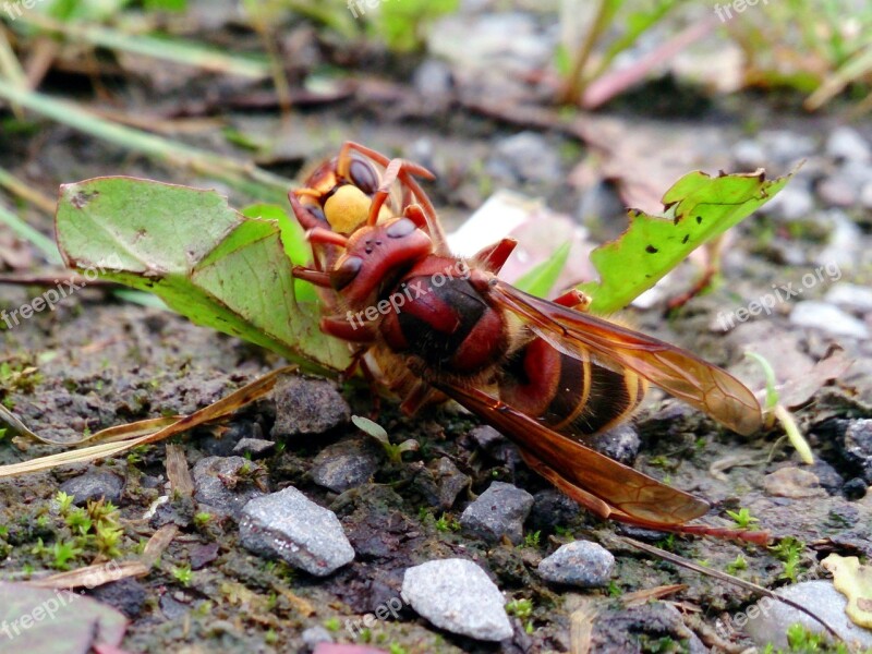 Hornet Stone Plant Insect Free Photos