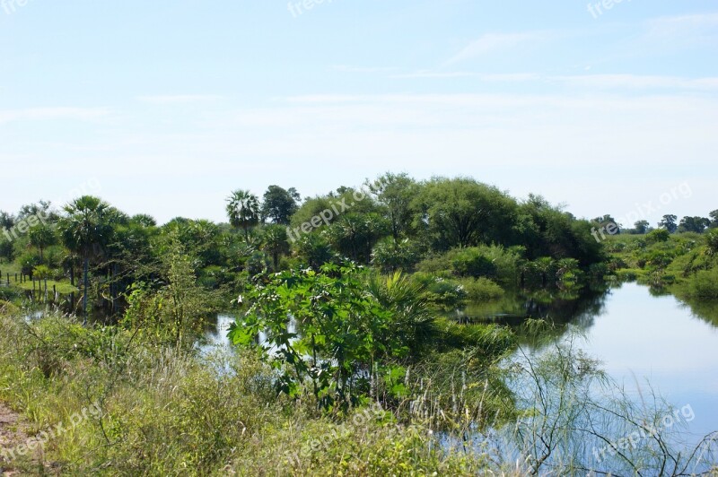 Swamp Wetland Jungle Water Nature