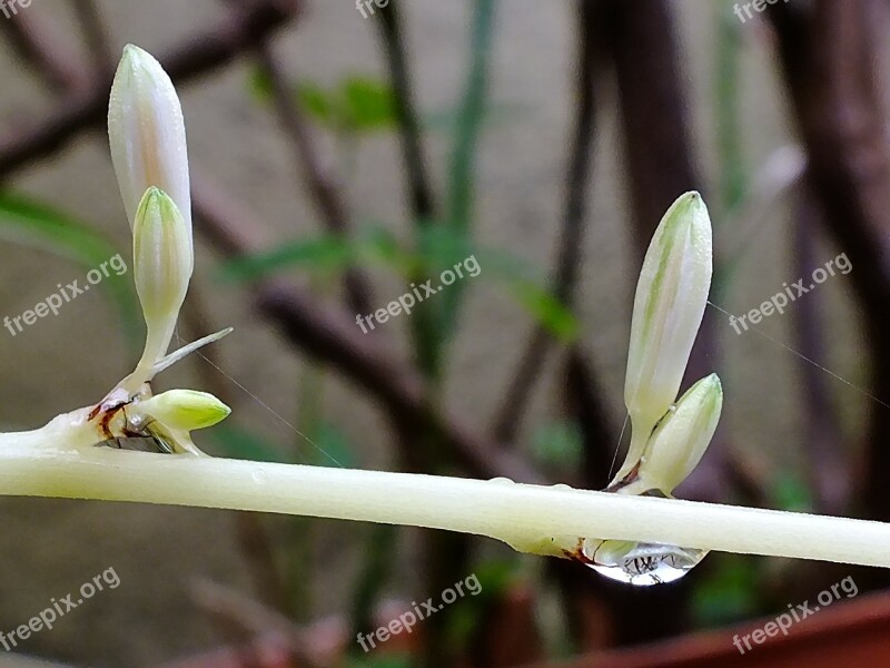 Fresh Leaves Branch Green Nature