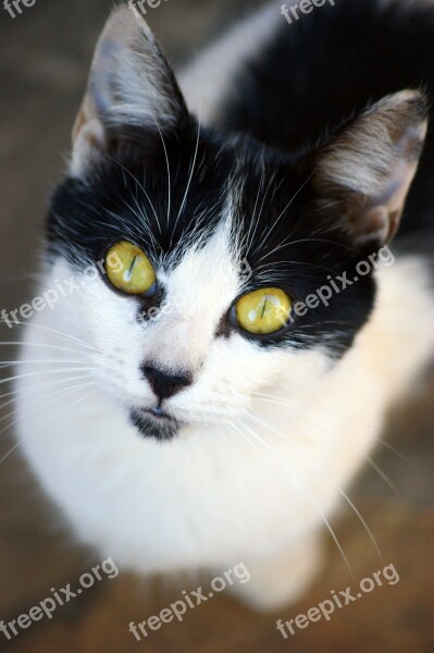 Cat Cat Face Head Pet Cat's Eyes