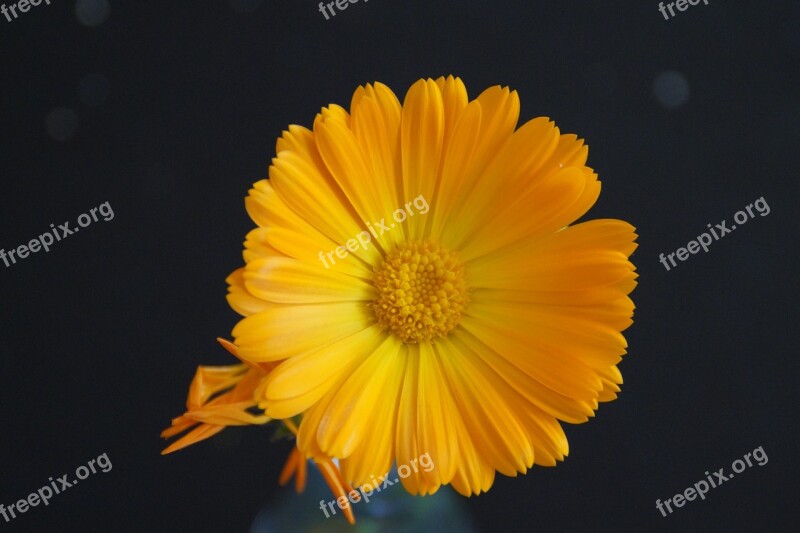 Flower Yellow Yellow Flower Close Up Marigold