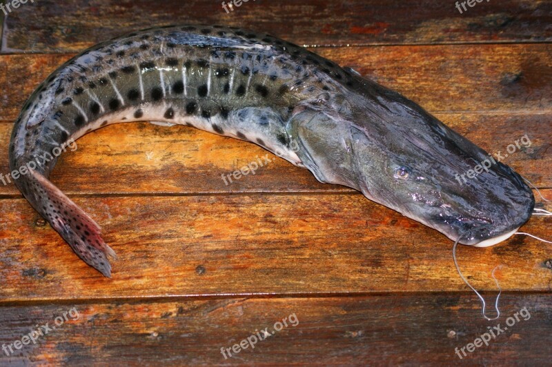 Fish Surubui Table Paraguay South America