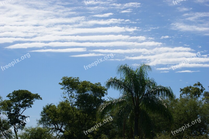 Sky Clouds Jungle Tree Palm