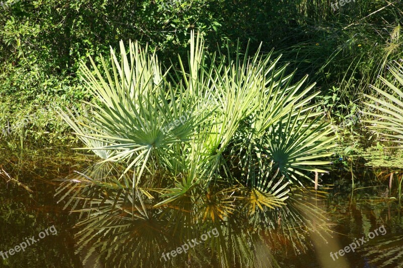 Swamp Water Plant Paraguay South America