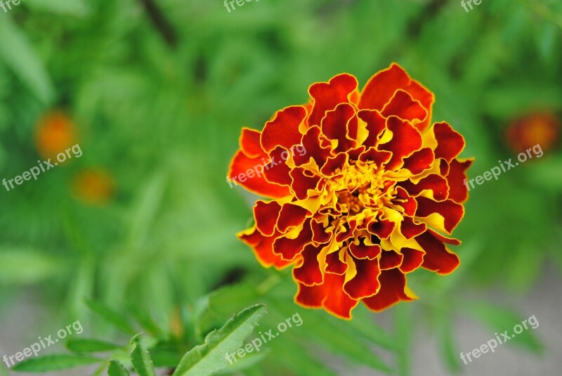 Red Flower Yellow Flower Orange Flower Fire Flower Marigold