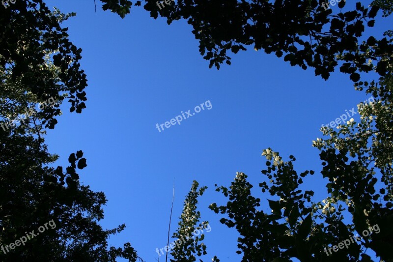 Sky Trees Tree Tops Foliage Poplars