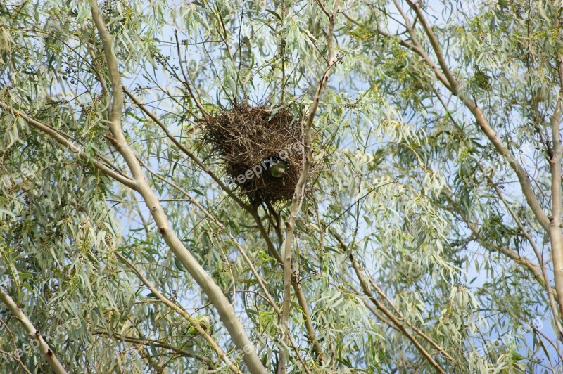 Monk Parakeet Parrot Bird Tree Nest