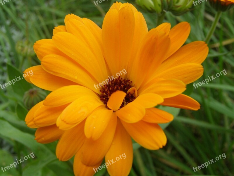 Marigold Flower Plant Orange Flower Nature