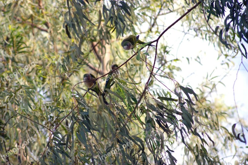 Monk Parakeet Parrot Bird Tree Paraguay