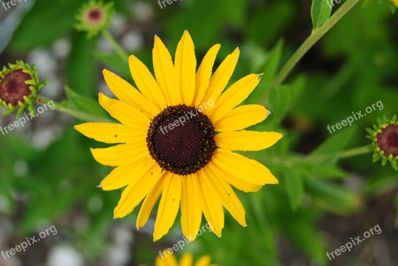 Sunflower Sunflowers Yellow Summer Plants