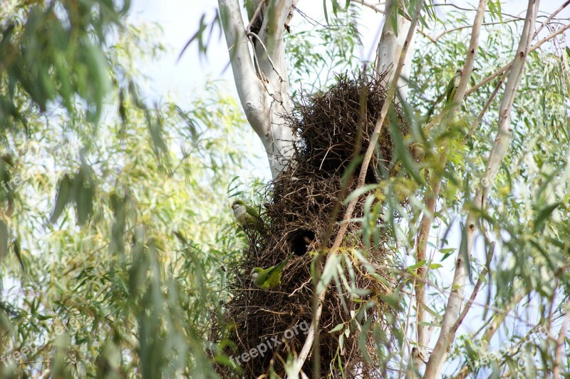 Monk Parakeet Parrot Bird Tree Nest