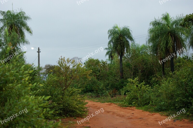 Nature Jungle Tree Palm Road