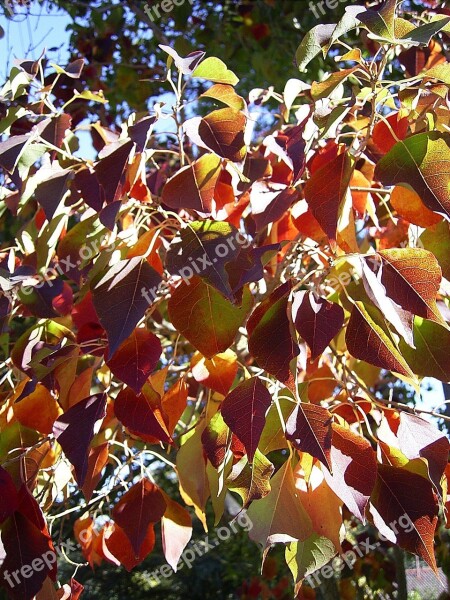 Leaf Leaves Tree Season Autumn