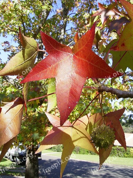 Leaf Leaves Tree Season Autumn