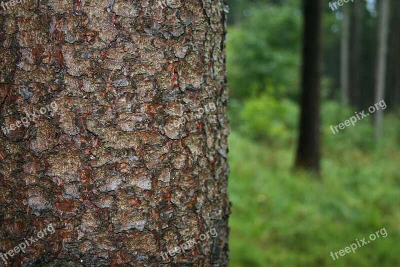 Tree Bark Nature Forest Free Photos