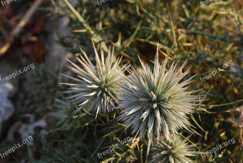 Thistle Flowers Flower Jewelry Lilies Free Photos