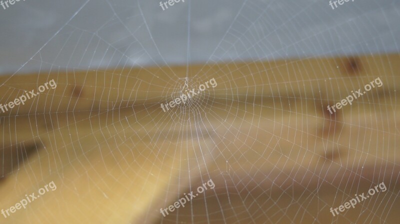 Web Spider Web Free Photos