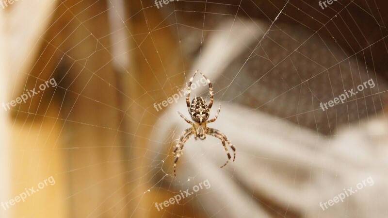 Spin Web Close Up Free Photos