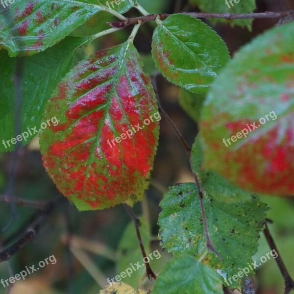 Autumn Riot Of Color Natural Art Colorful Leaf Red