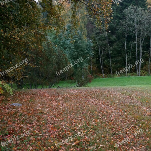 Autumn Fallen Leaves Landscape Free Photos