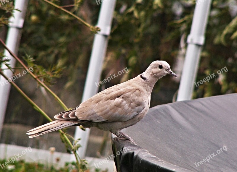 Pigeon Garden Greenhouse Sail Free Photos