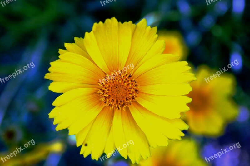 Daisy Yellow Bright Flower Bloom