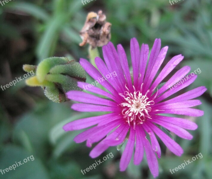 Flower Vygie Bloom Dainty Deep Pink