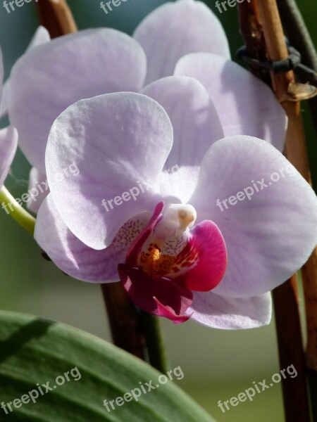 Orchid Flower Flora Florist Plant