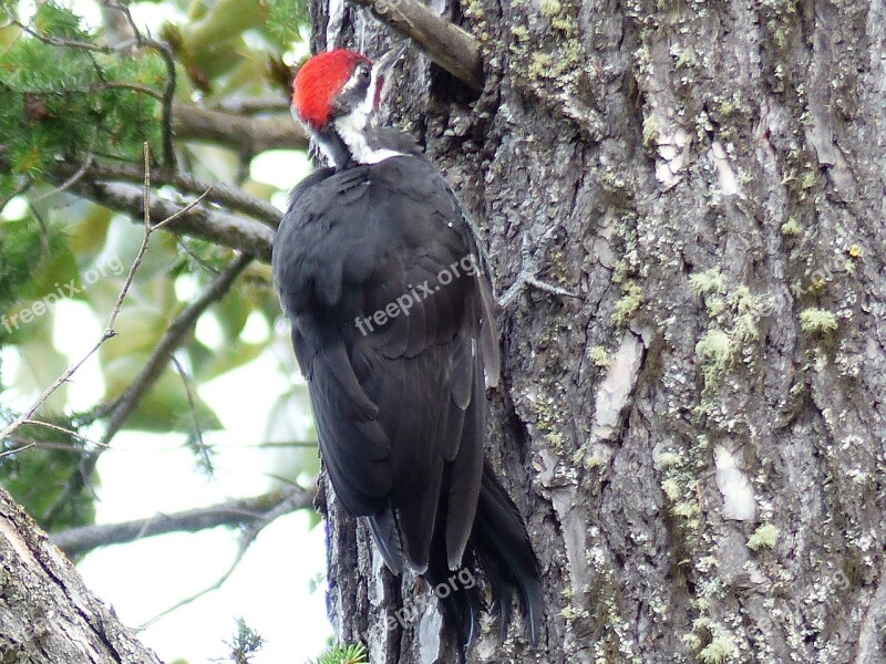 Red Headed Woodpecker Woody Animal Nature