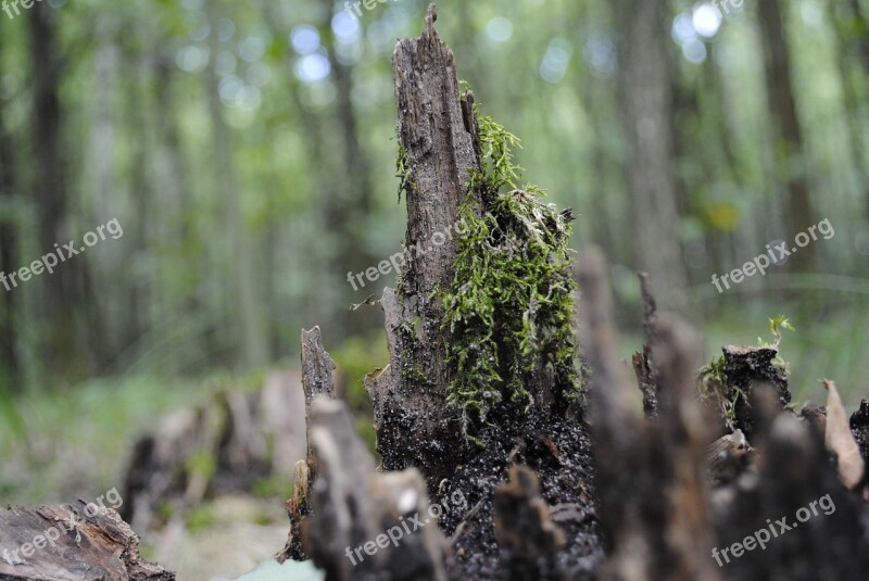 Root Forest Tree Forests Free Photos