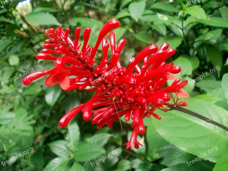 Nature Sri Lanka Peradeniya Flower Buds Flowers